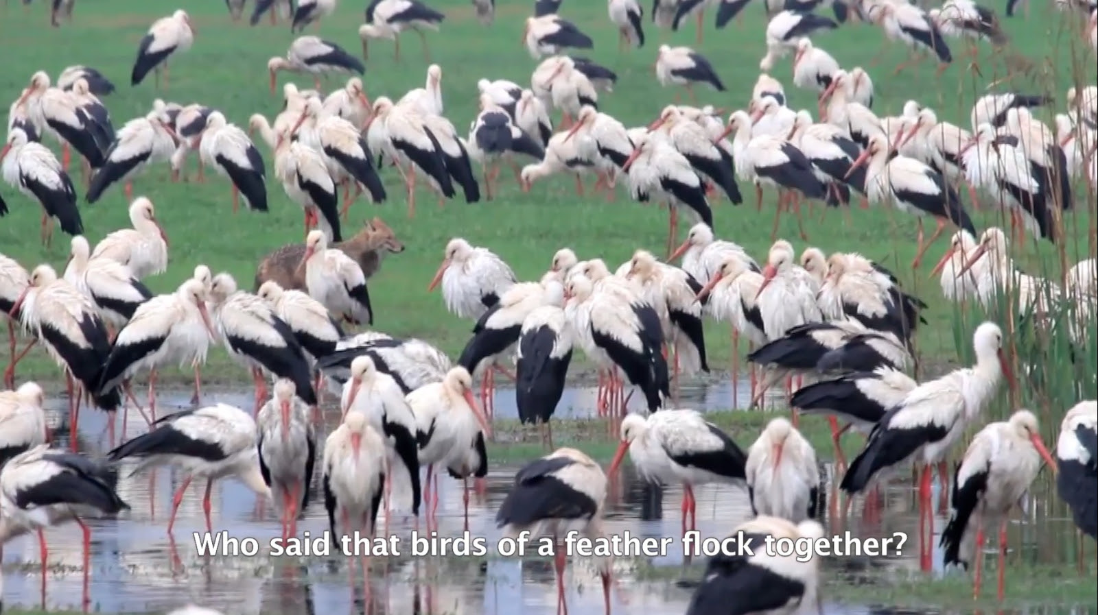 08/02/2026 - Heba Y. Amin at Adwaa | Video Art Programme